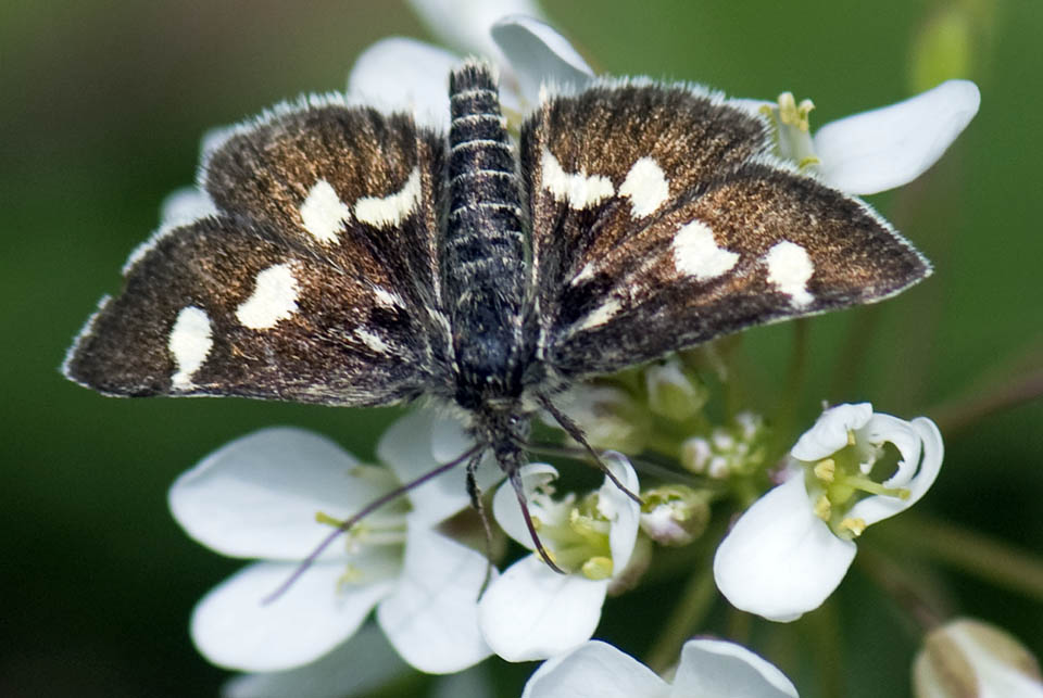 Chi  ? - Eurrhypis pollinalis